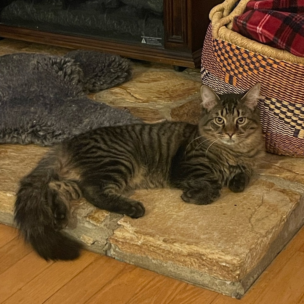 Discounts for the New Year! Kitten is negotiable